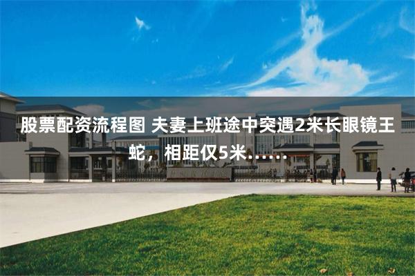 股票配资流程图 夫妻上班途中突遇2米长眼镜王蛇,相距仅5米……